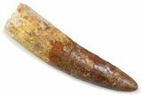 Bargain, Fossil Spinosaurus Tooth - Restored Tip #374021-1